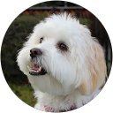 Heidy Li profile picture