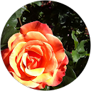 Hildegarde Senseney profile picture