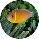 Debra Ann profile picture